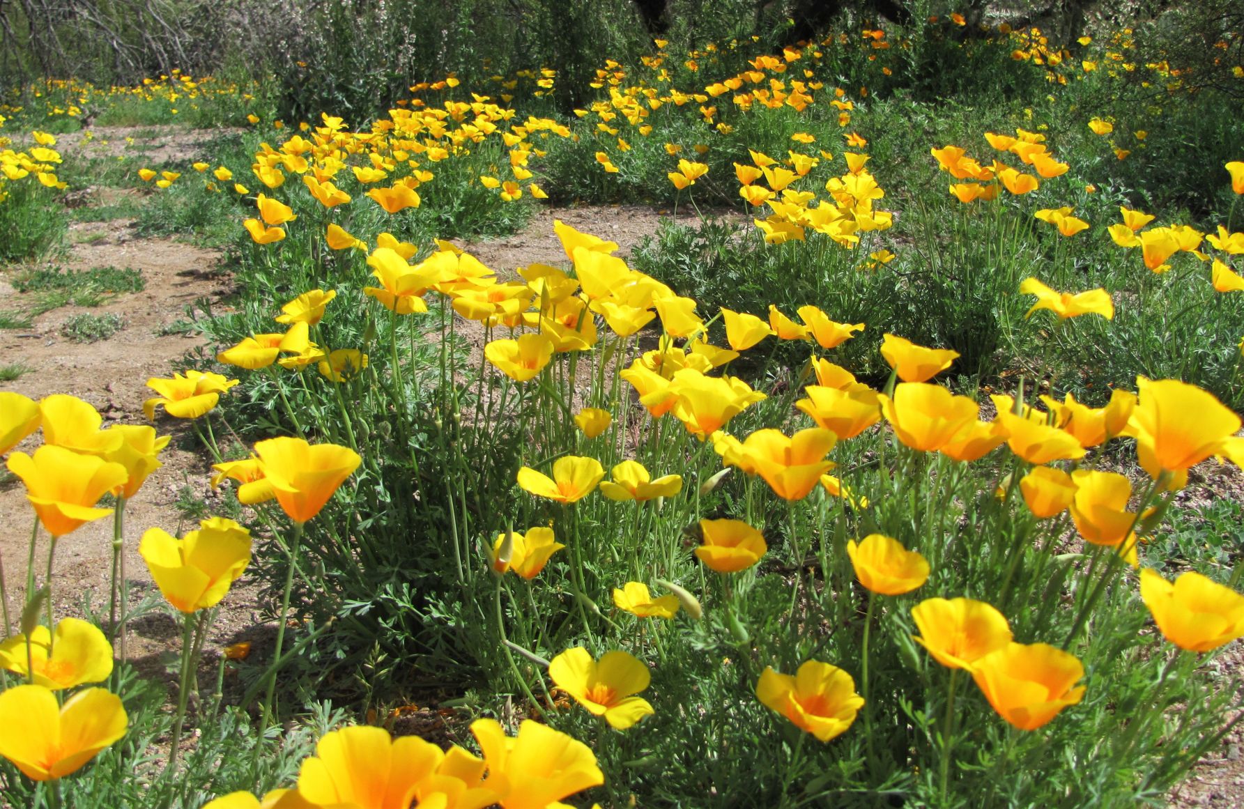 Carpet of poppies